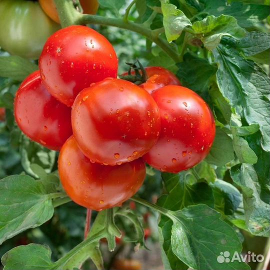 Бригада на теплицы