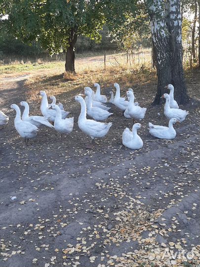 Гуси на племя