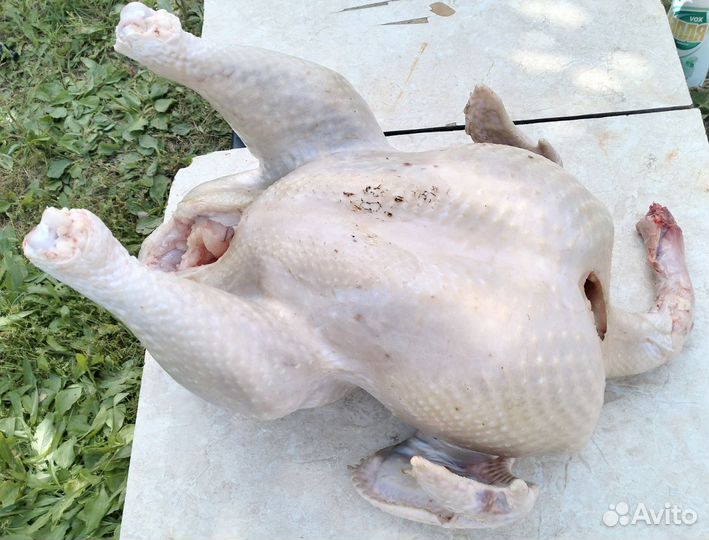 Домашняя индейка