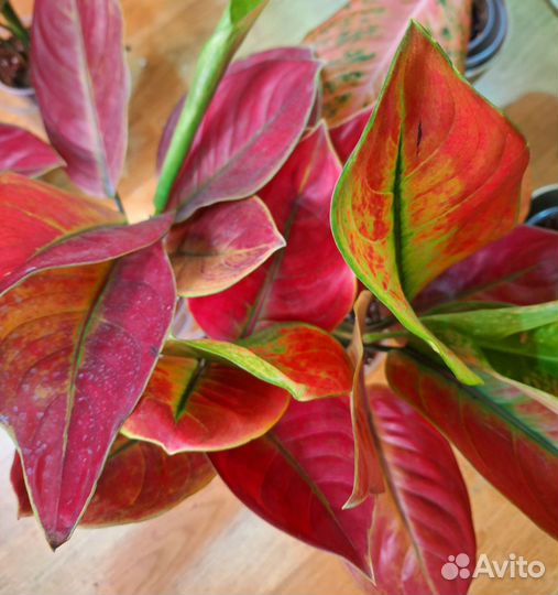 Аглаонема super heng