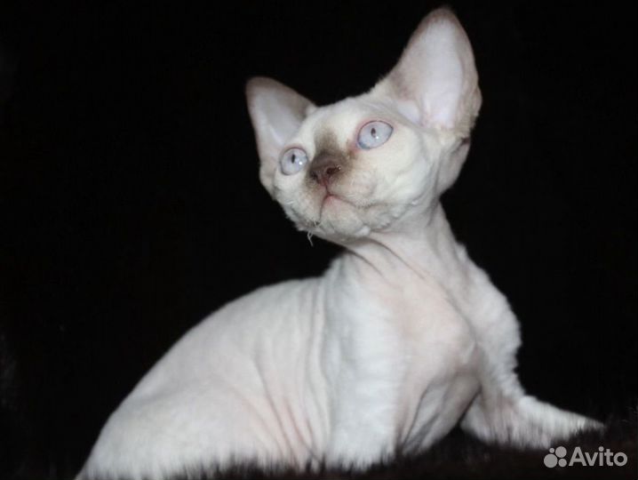 From the Madonna's house