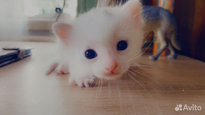 Белый котенок с голубыми глазами