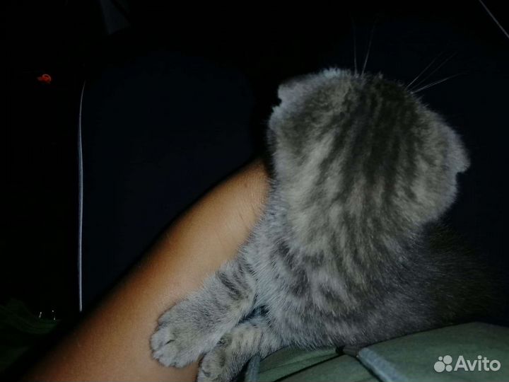 Шотландские вислоухие котята