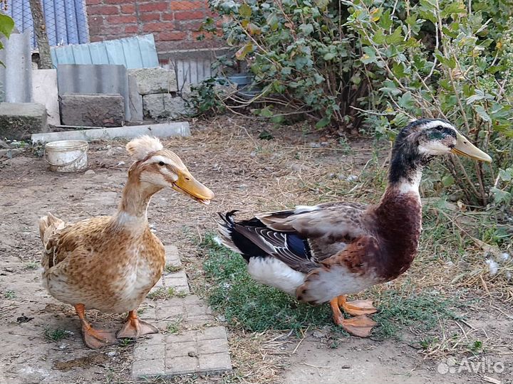 Утки хохлатые