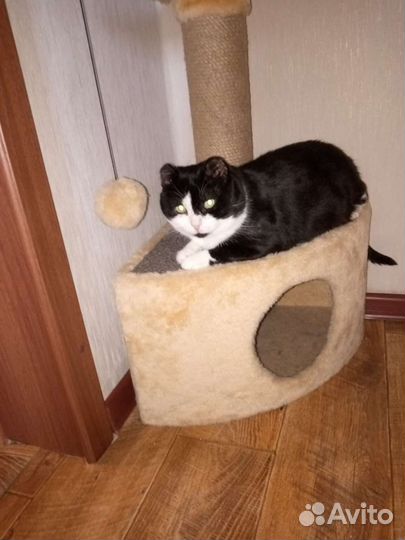 Кот в добрые руки