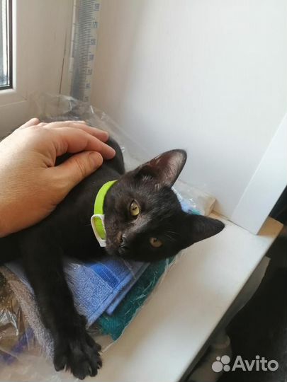 Котята бесплатно в добрые руки