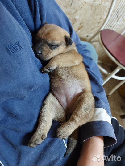 Щенки бесплатно