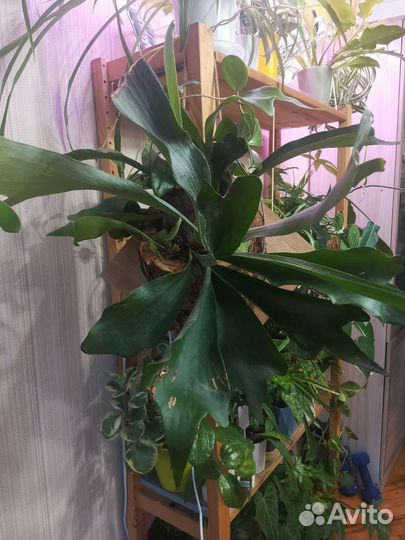 Папоротник платицериум