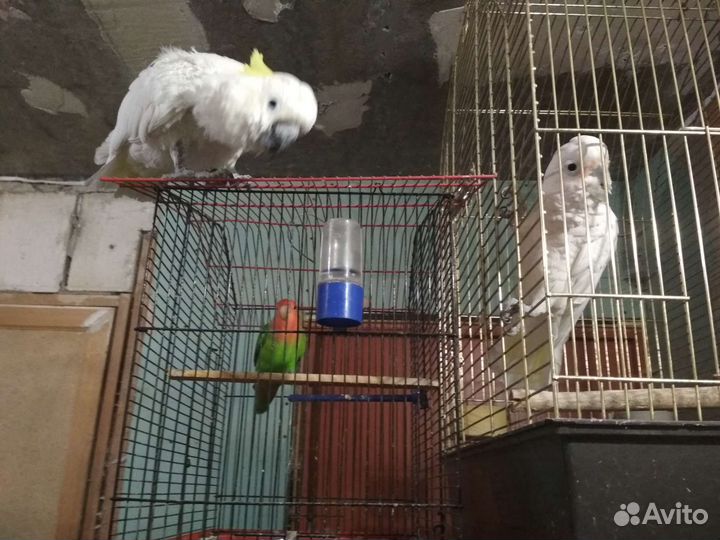 Попугай неразлучник с клеткой