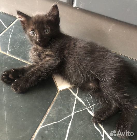 Котики в любящие ручки