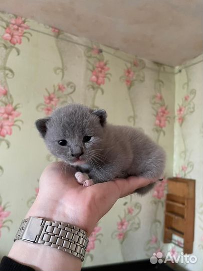 Британская