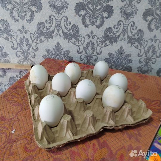 Инкубационное яйцо гусей