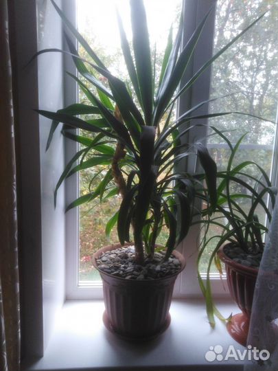 Пальма юкка