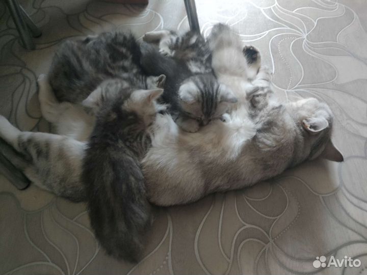 Британские котята