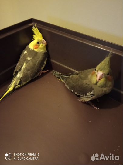 Продам попугая корелла