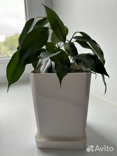 Фикус бенджамина
