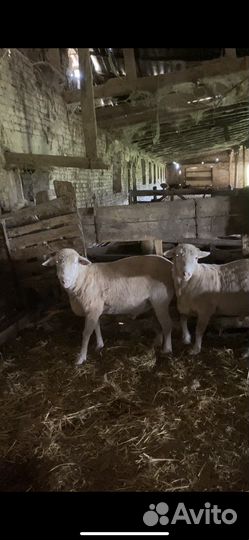 Северо кавказский меринос