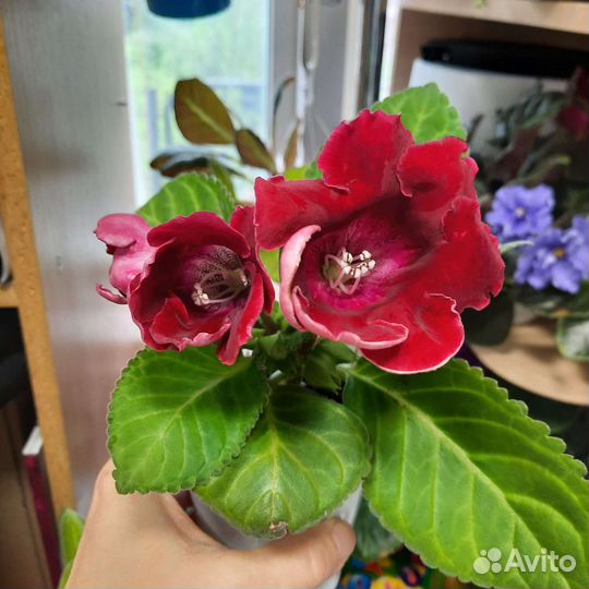 Махровые глоксинии