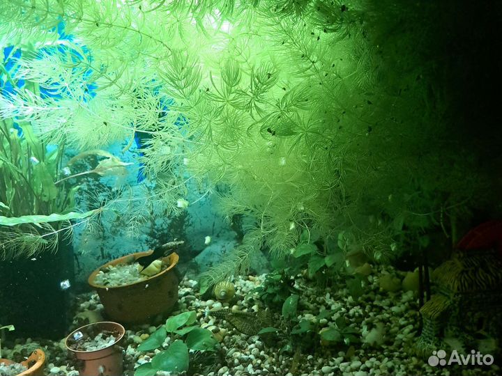 Растения для аквариума роголистник