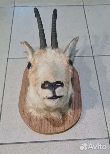 Чучело серны