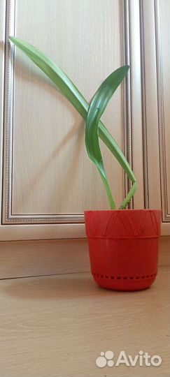 Комнатный цветок Амариллис