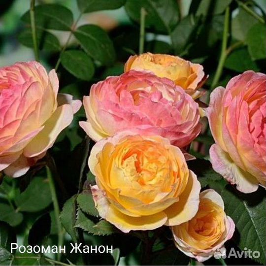 Роза Розоман Жанон саженцы