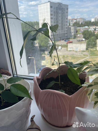 Фикус бенджамина