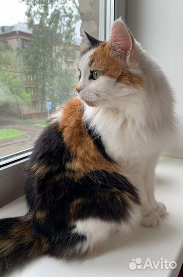 Трехцветная кошка в добрые руки