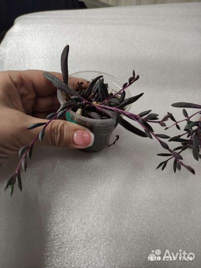 Оттона мясистая