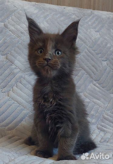 Котята мейн-кун