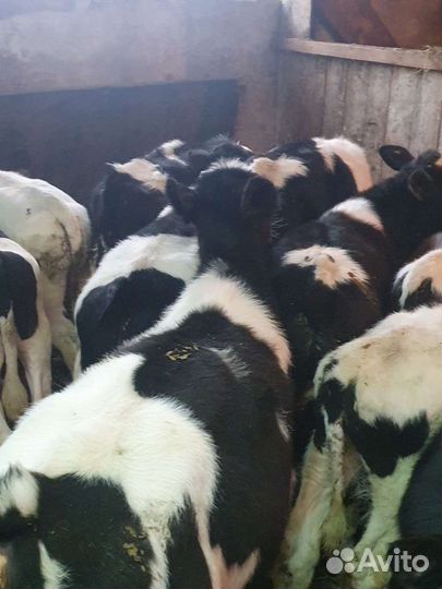 Бычки и телята