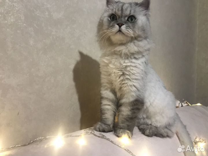 Ответственная передержка животных/рептилий