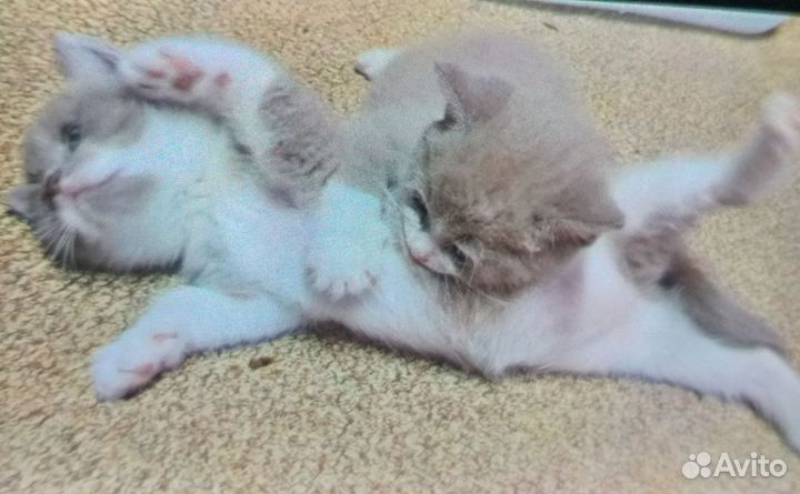 Кошка в дар бесплатно