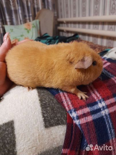 Морская свинка