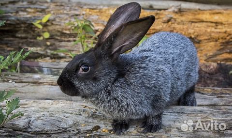 Кролики Серебро