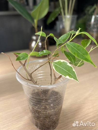 Фикус бенджамина