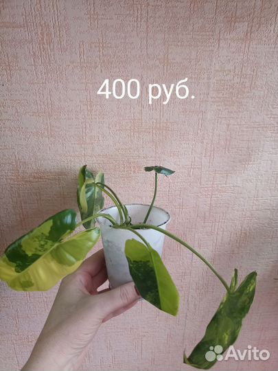 Филодендрон Бурле макс вариегатный