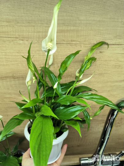 Комнатные растения, Спатифиллум Шопен розовый