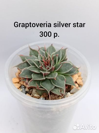Суккуленты