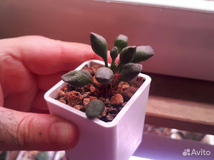 Адромискус*суккулент*truncatus и indian clab*
