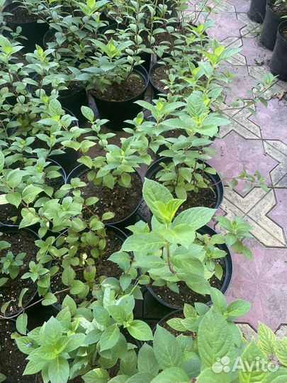 Гортэнзия Лидия Самарская