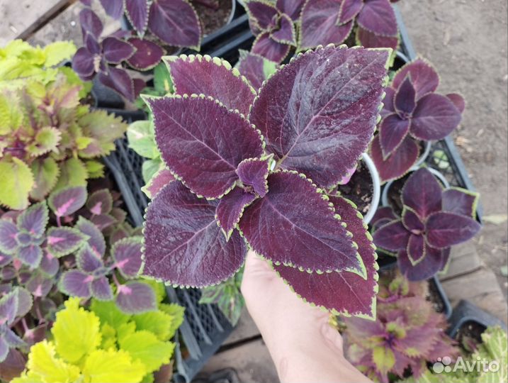 Колеус «Блюме Гиант Экзебишен»