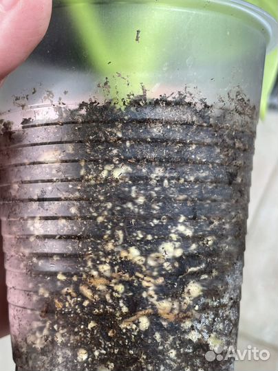 Монстера вариегатная Грин он Грин