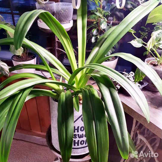 Гименокаллис карибский