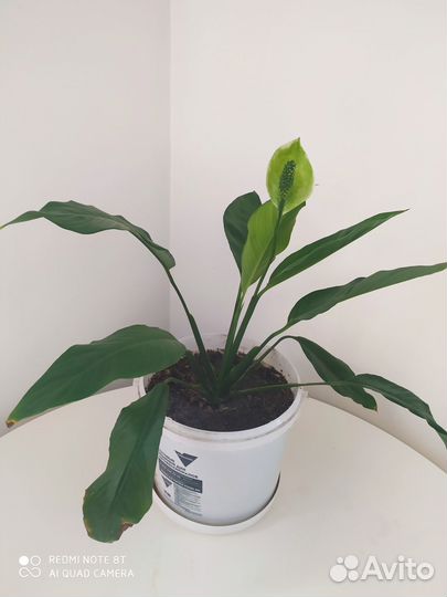 Комнатные растишки (обмен)