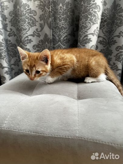 Котёнок,котик