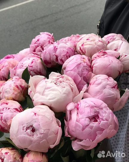 Пионы доставка