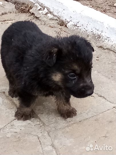 Щенки немецкой овчарки