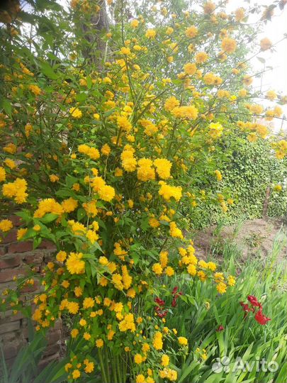 Керрия японская