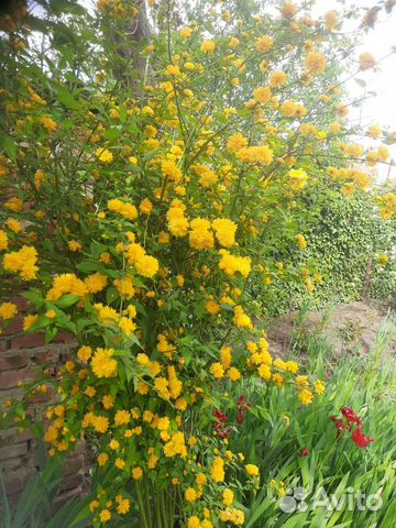 Керрия японская